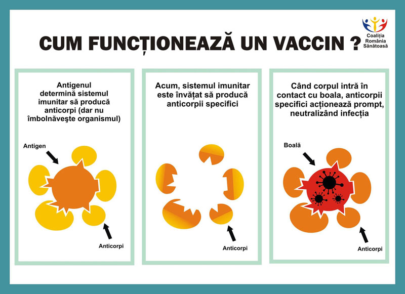 cum functioneaza vaccinarea
